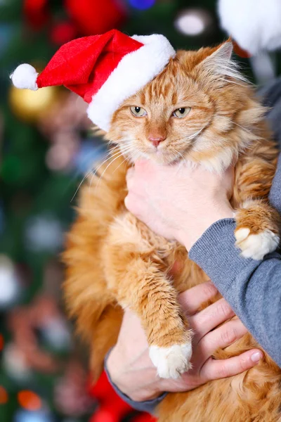 Noel şapkalı adam holding kedi — Stok fotoğraf