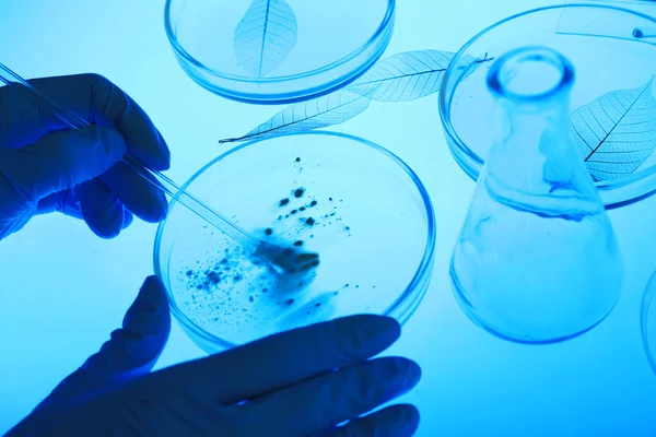 Scientist working with Petri dishes — Stock Photo, Image