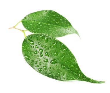 Su damlalı yeşil yapraklar