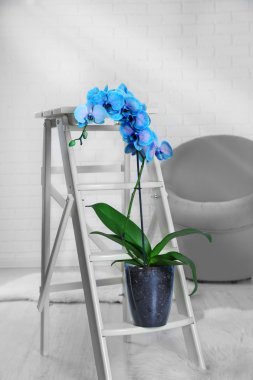 Dekoratif tablo üzerinde güzel mavi orkide 