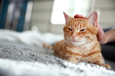 Kırmızı kedi yerde.