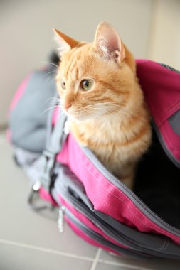 Spor çanta içinde kırmızı kedi