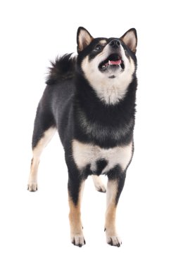 Siba Inu köpek beyaz