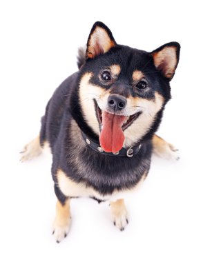 Siba Inu köpek beyaz