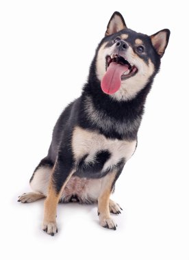 Siba Inu köpek beyaz