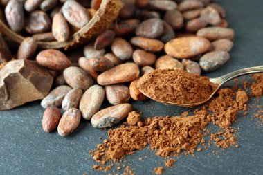 Aromatik kakao çekirdekleri ve gri arka plan üzerine çikolata ile kase, yakın çekim