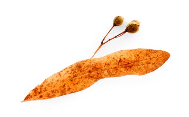 Bezelye ile kuru yaprak