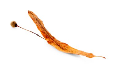 Bezelye ile kuru yaprak