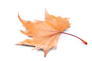 Altın sonbahar yaprak