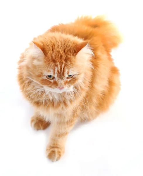 Gato isolado em branco — Fotografia de Stock