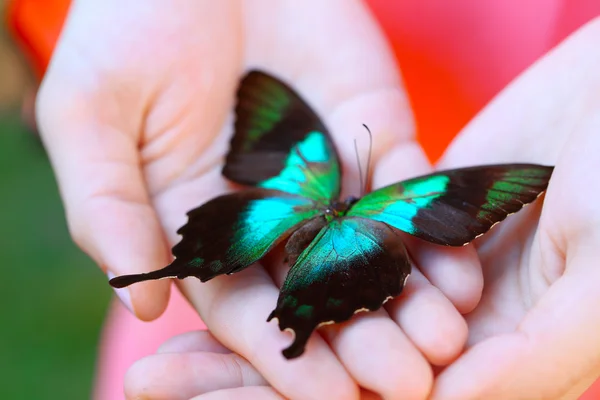 Colorful butterfly in female hands — Stock Photo, Image