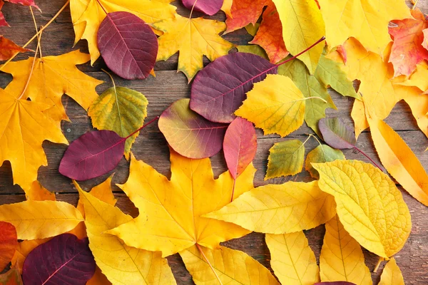 가을 나뭇잎 배경 — 스톡 사진