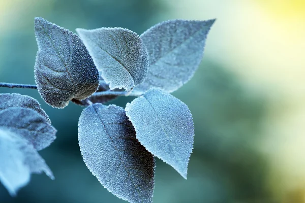 Ramo con foglie di albero verde — Foto Stock