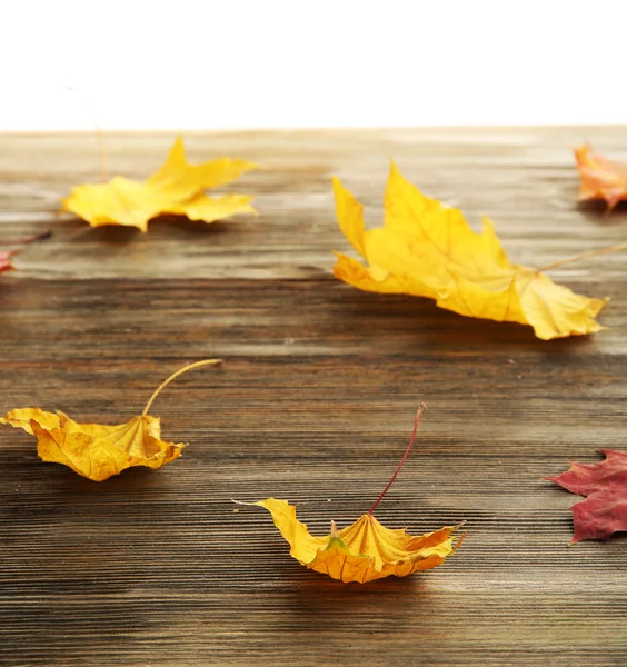 Gele herfstbladeren — Stockfoto