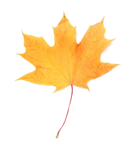 Jesienny liść klonu izolowany — Zdjęcie stockowe