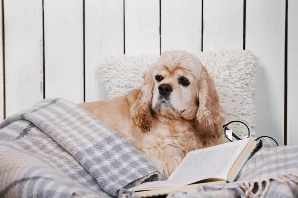 Cane con libri sul divano — Foto Stock