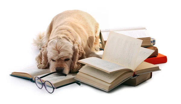 Pies i książek na białym tle — Zdjęcie stockowe