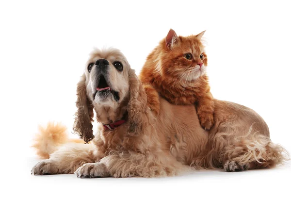 Amerikan cocker spaniel ve kırmızı kedi — Stok fotoğraf