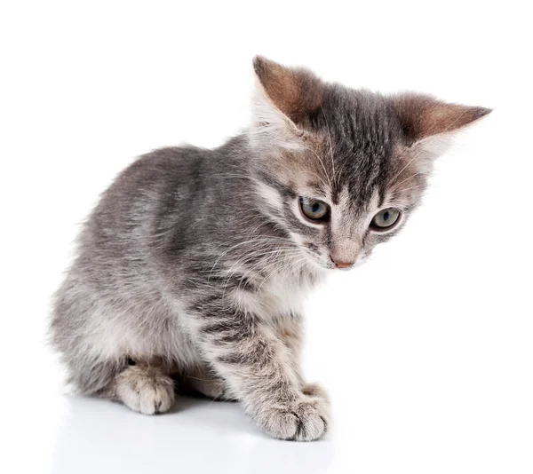 Carino poco grigio gattino isolato — Foto Stock