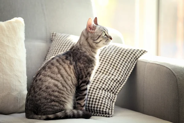 Hermoso gato en sofá — Foto de Stock