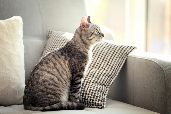 ソファのクローズ アップの美しい猫 — ストック写真 © belchonock 89928482