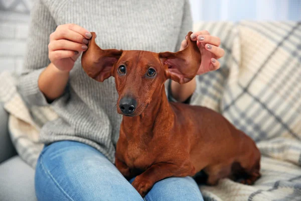 Mujer con lindo cachorro dachshund —  Fotos de Stock