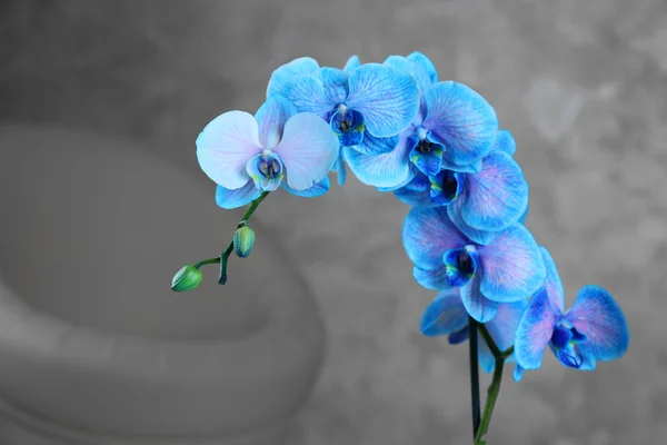 Beautiful blue orchid on the floor — Stock Photo, Image
