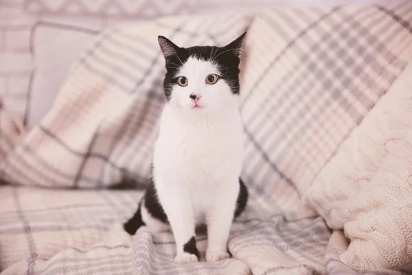 Beautiful cat on plaid — Stock Photo, Image