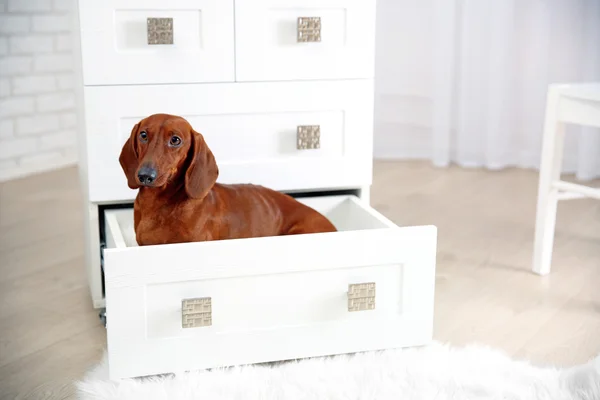 Dachshund cão sentado no peito das gavetas — Fotografia de Stock