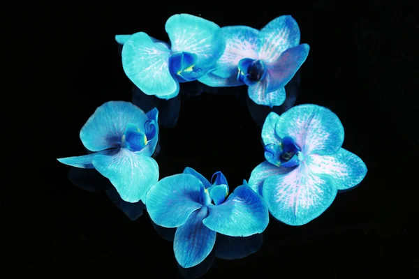 Beautiful blue orchid flowers — Stock Photo, Image