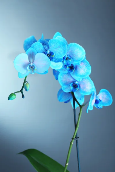 Schöne blaue Orchideenblüten — Stockfoto