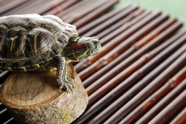 Tortue sur table en bois — Photo