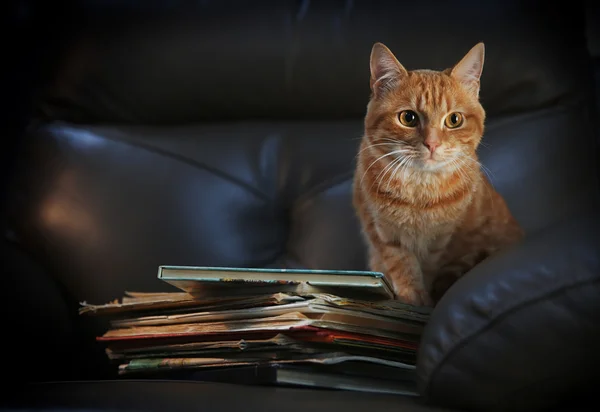 Red cat and pile of books