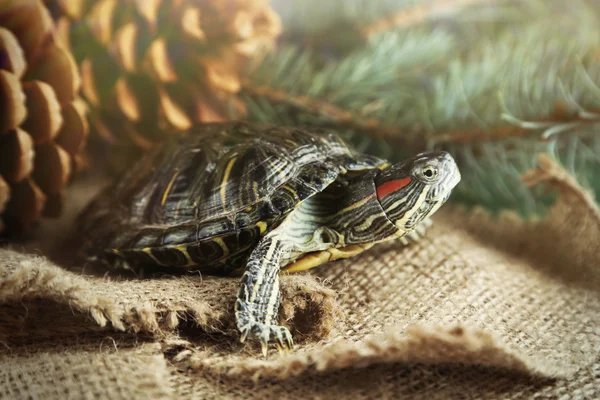 Kleine Schildkröte auf Beutezug — Stockfoto