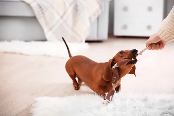 Dachshund dog playing — Stock Photo, Image