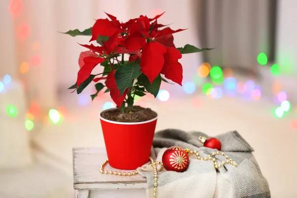 Jul inredning och blomma julstjärna — Stockfoto