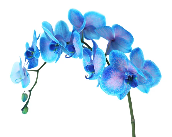 Bellissimi fiori di orchidea blu — Foto Stock