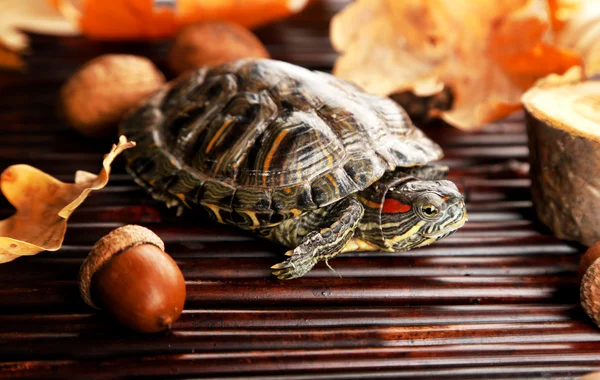 Черепаха с желудком и осенними листьями на деревянном фоне — стоковое фото
