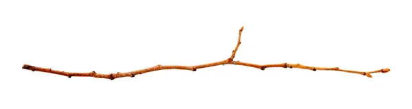 Suchej gałęzi na białym — Zdjęcie stockowe