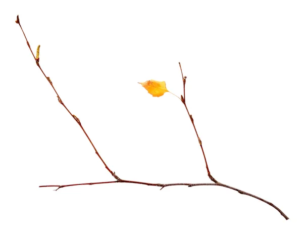 Branch with dry leaf — Stock Photo, Image