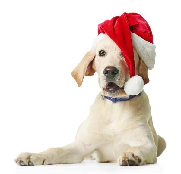 Όμορφη Labrador retriever στο Santa καπέλο — Φωτογραφία Αρχείου