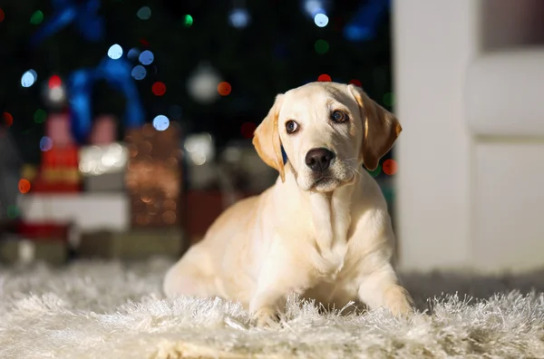 Labrador retriever i Christmas room — Stockfoto