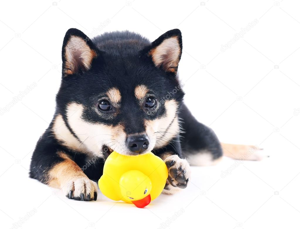 Siba inu playing with toy duck