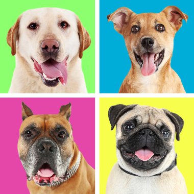 Sevimli köpek Portreler
