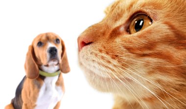 Cat and dog on white clipart