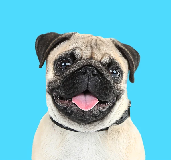Śmieszne, ładny i figlarny mops pies — Zdjęcie stockowe