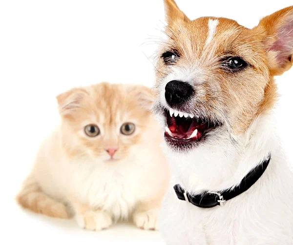 Arg hund och glad katt — Stockfoto