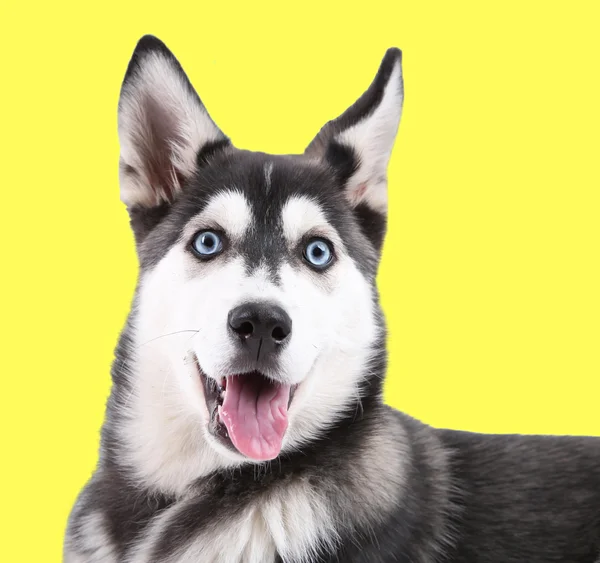 Schöne süße Husky Welpen, auf gelbem Hintergrund — Stockfoto