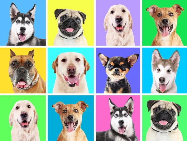 Portraits of cute dogs — Stock Photo, Image