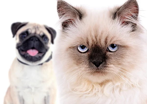 Zły kot i pies szczęśliwy — Zdjęcie stockowe